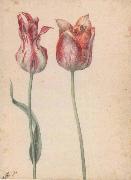 Georg Flegel Two Tulips oil